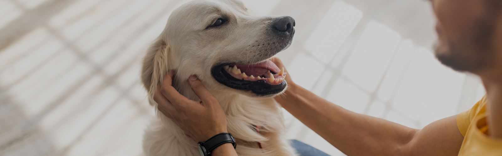 Hero veterinario